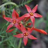 Scarletgilia