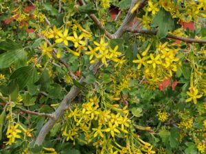 yellow flowers on branch