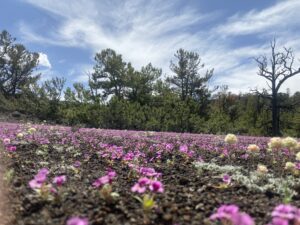 pink wildflowers