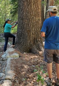 woman measuring tree